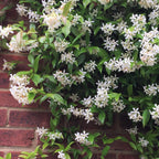 Lot De 2 Plantes XL Jasmin Toscan - Ø 17 Cm / ↕ 110-120 Cm - Plantes D'Extérieur New Plantes D'Extérieur Perfect Plant