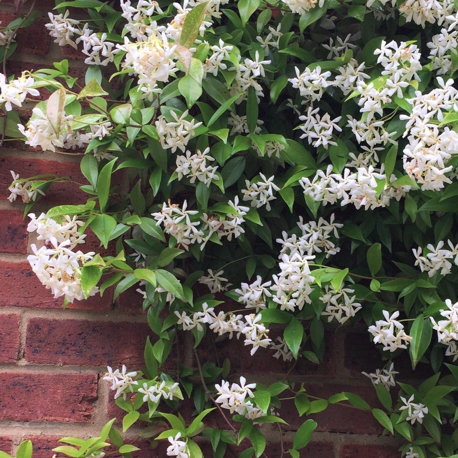 Lot De 2 Plantes XL Jasmin Toscan - Ø 17 Cm / ↕ 110-120 Cm - Plantes D'Extérieur New Plantes D'Extérieur Perfect Plant