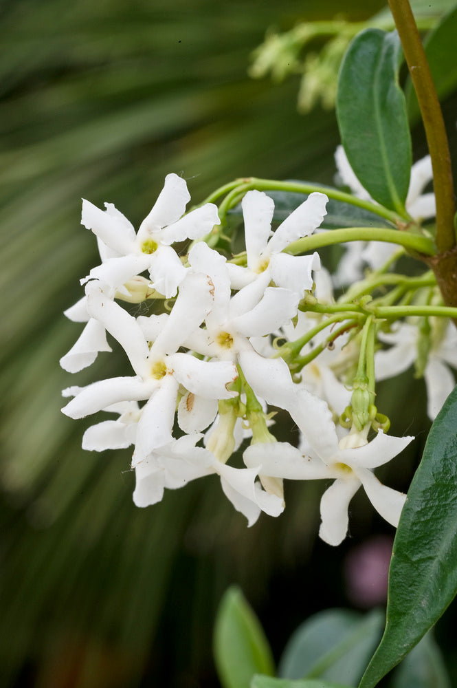 Lot De 2 Plantes XL Jasmin Toscan - Ø 17 Cm / ↕ 110-120 Cm - Plantes D'Extérieur New Plantes D'Extérieur Perfect Plant
