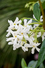 Lot De 2 Plantes XL Jasmin Toscan - Ø 17 Cm / ↕ 110-120 Cm - Plantes D'Extérieur New Plantes D'Extérieur Perfect Plant