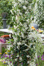 Lot De 2 Plantes XL Jasmin Toscan - Ø 17 Cm / ↕ 110-120 Cm - Plantes D'Extérieur New Plantes D'Extérieur Perfect Plant