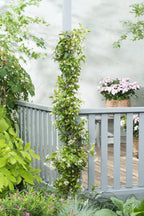 Lot De 2 Plantes XL Jasmin Toscan - Ø 17 Cm / ↕ 110-120 Cm - Plantes D'Extérieur New Plantes D'Extérieur Perfect Plant