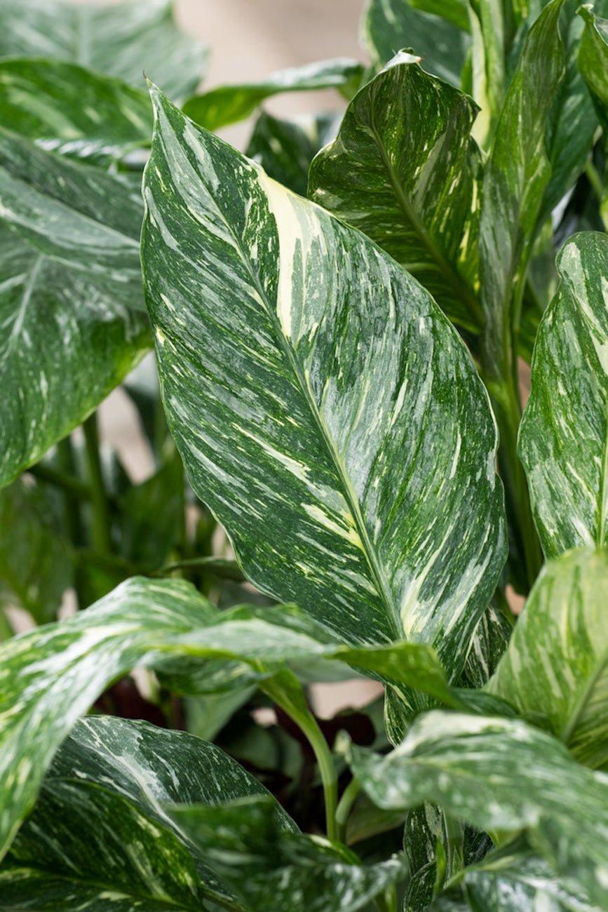 Lot De 2 Spathiphyllum 'Diamant' - Plantes D'Intérieur - Perfect Plant - The Bradery