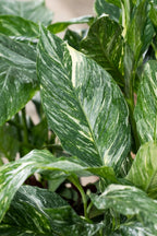 Lot De 2 Spathiphyllum 'Diamant' - Plantes D'Intérieur - Perfect Plant - The Bradery