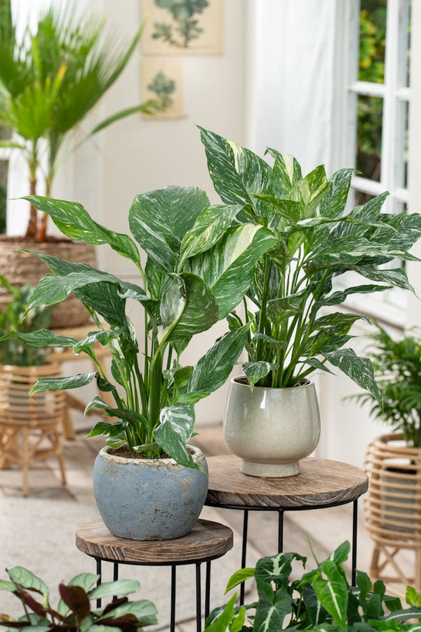 Lot De 2 Spathiphyllum 'Diamant' - Plantes D'Intérieur - Perfect Plant - The Bradery