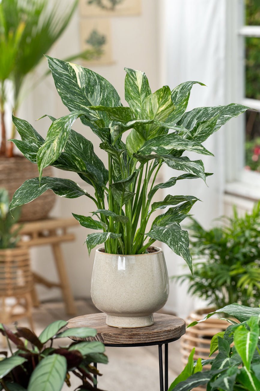 Lot De 2 Spathiphyllum 'Diamant' - Plantes D'Intérieur - Perfect Plant - The Bradery