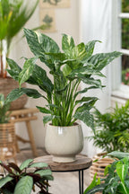 Lot De 2 Spathiphyllum 'Diamant' - Plantes D'Intérieur - Perfect Plant - The Bradery
