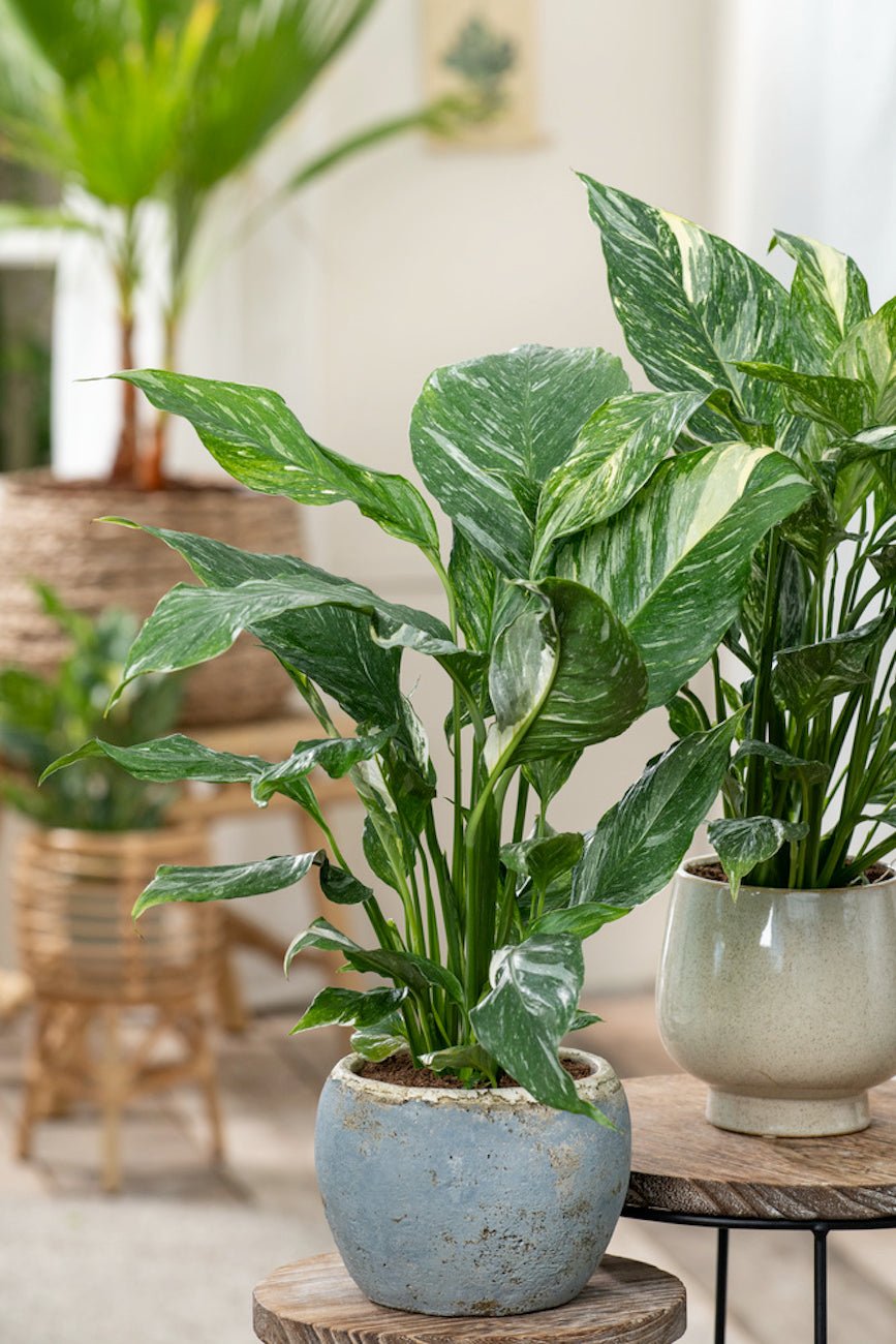 Lot De 2 Spathiphyllum 'Diamant' - Plantes D'Intérieur - Perfect Plant - The Bradery