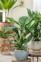 Lot De 2 Spathiphyllum 'Diamant' - Plantes D'Intérieur - Perfect Plant - The Bradery