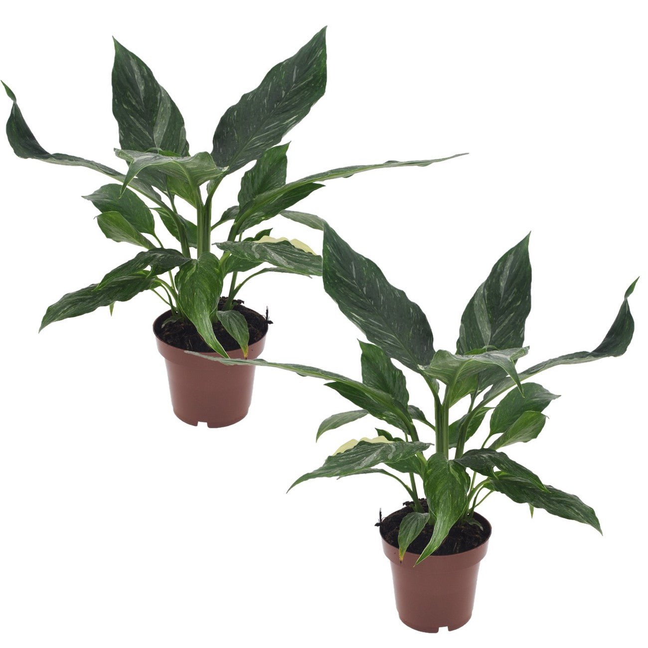 Lot De 2 Spathiphyllum 'Diamant' - Plantes D'Intérieur - Perfect Plant - The Bradery