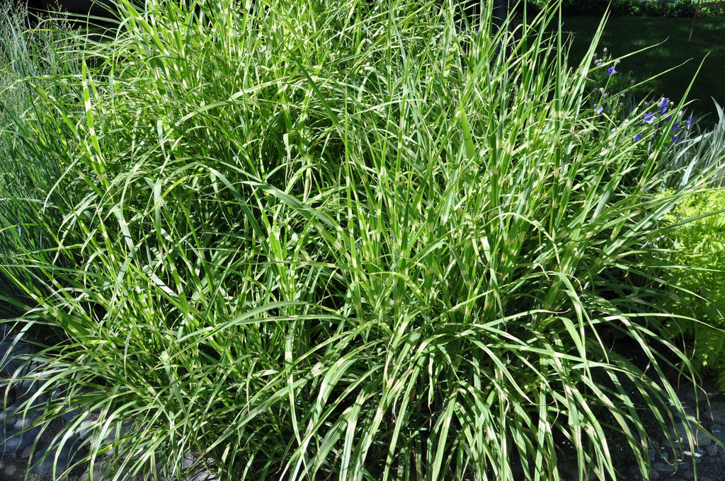 Lot De 2 Xl Miscanthus 'Zebrinus' Graminées Arbustes Et Graminées Ornementales Perfect Plant