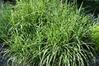 Lot De 2 Xl Miscanthus 'Zebrinus' Graminées Arbustes Et Graminées Ornementales Perfect Plant