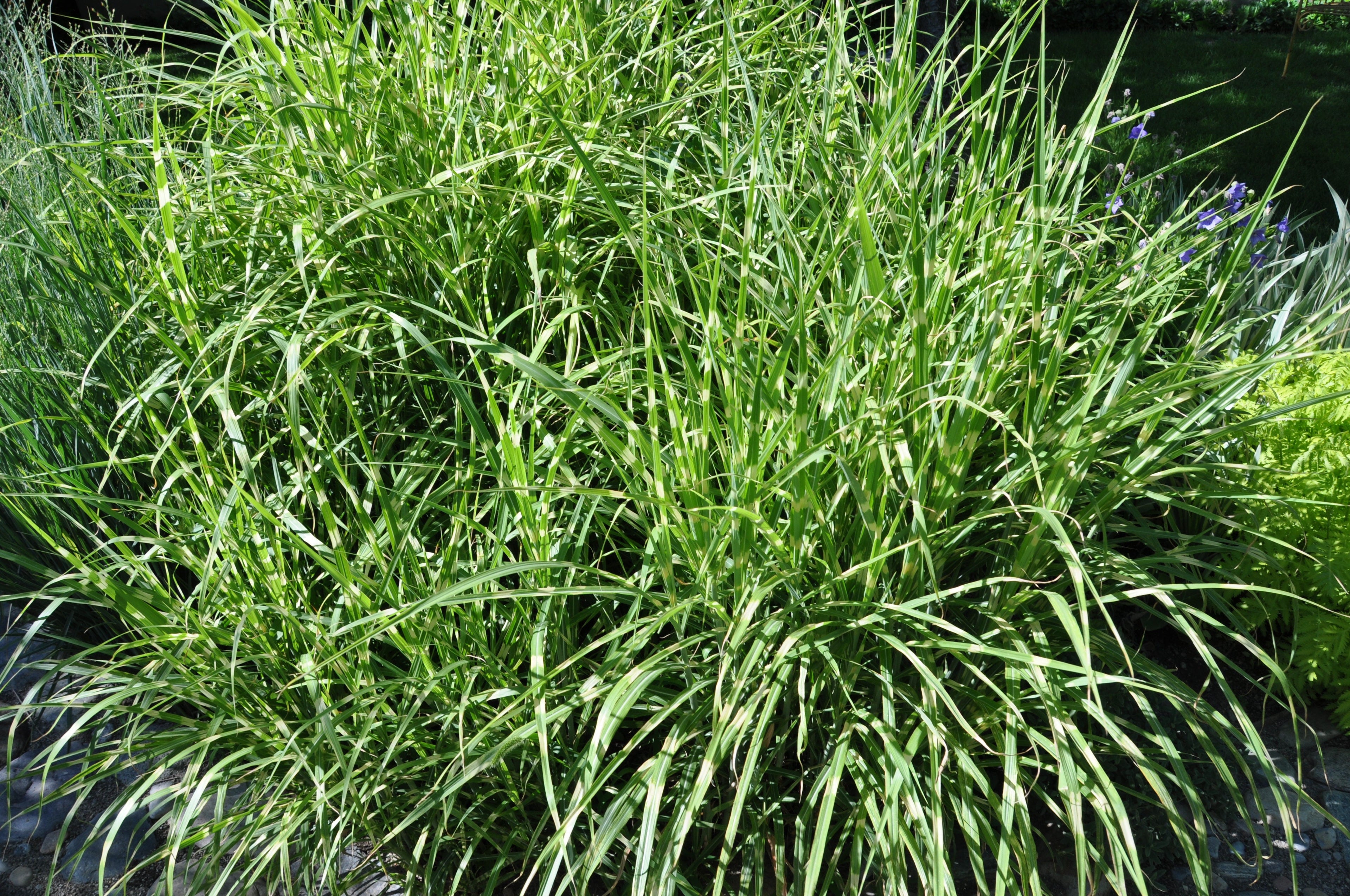 Lot De 2 Xl Miscanthus 'Zebrinus' Graminées Arbustes Et Graminées Ornementales Perfect Plant