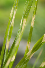 Lot De 2 Xl Miscanthus 'Zebrinus' Graminées Arbustes Et Graminées Ornementales Perfect Plant
