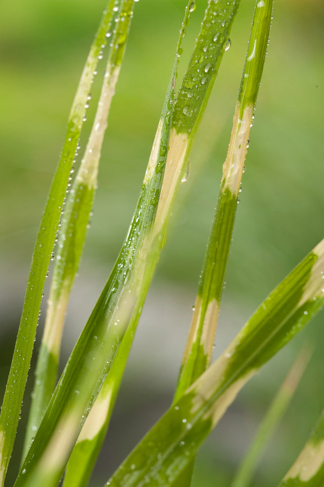 Lot De 2 Xl Miscanthus 'Zebrinus' Graminées Arbustes Et Graminées Ornementales Perfect Plant