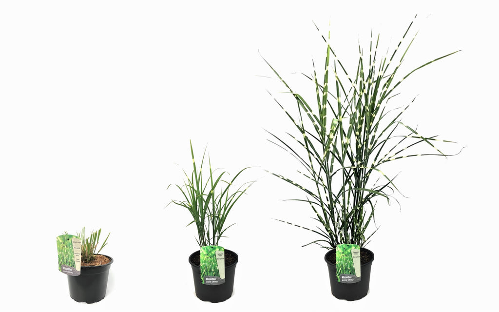 Lot De 2 Xl Miscanthus 'Zebrinus' Graminées Arbustes Et Graminées Ornementales Perfect Plant