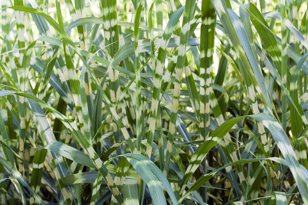 Lot De 2 Xl Miscanthus 'Zebrinus' Graminées Arbustes Et Graminées Ornementales Perfect Plant