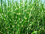 Lot De 2 Xl Miscanthus 'Zebrinus' Graminées Arbustes Et Graminées Ornementales Perfect Plant