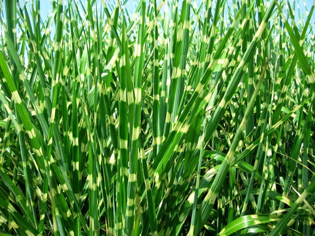 Lot De 2 Xl Miscanthus 'Zebrinus' Graminées Arbustes Et Graminées Ornementales Perfect Plant