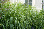 Lot De 2 Xl Miscanthus 'Zebrinus' Graminées Arbustes Et Graminées Ornementales Perfect Plant