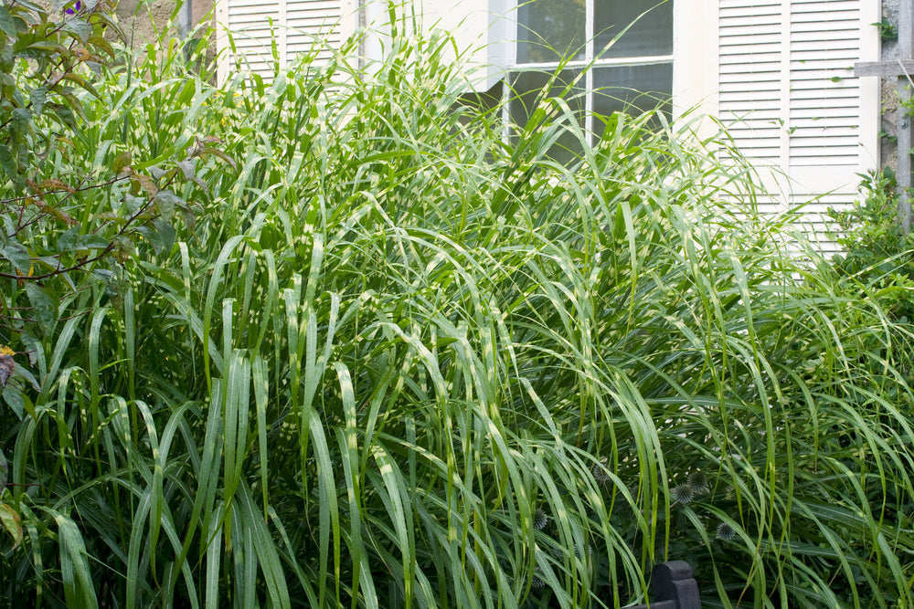 Lot De 2 Xl Miscanthus 'Zebrinus' Graminées Arbustes Et Graminées Ornementales Perfect Plant