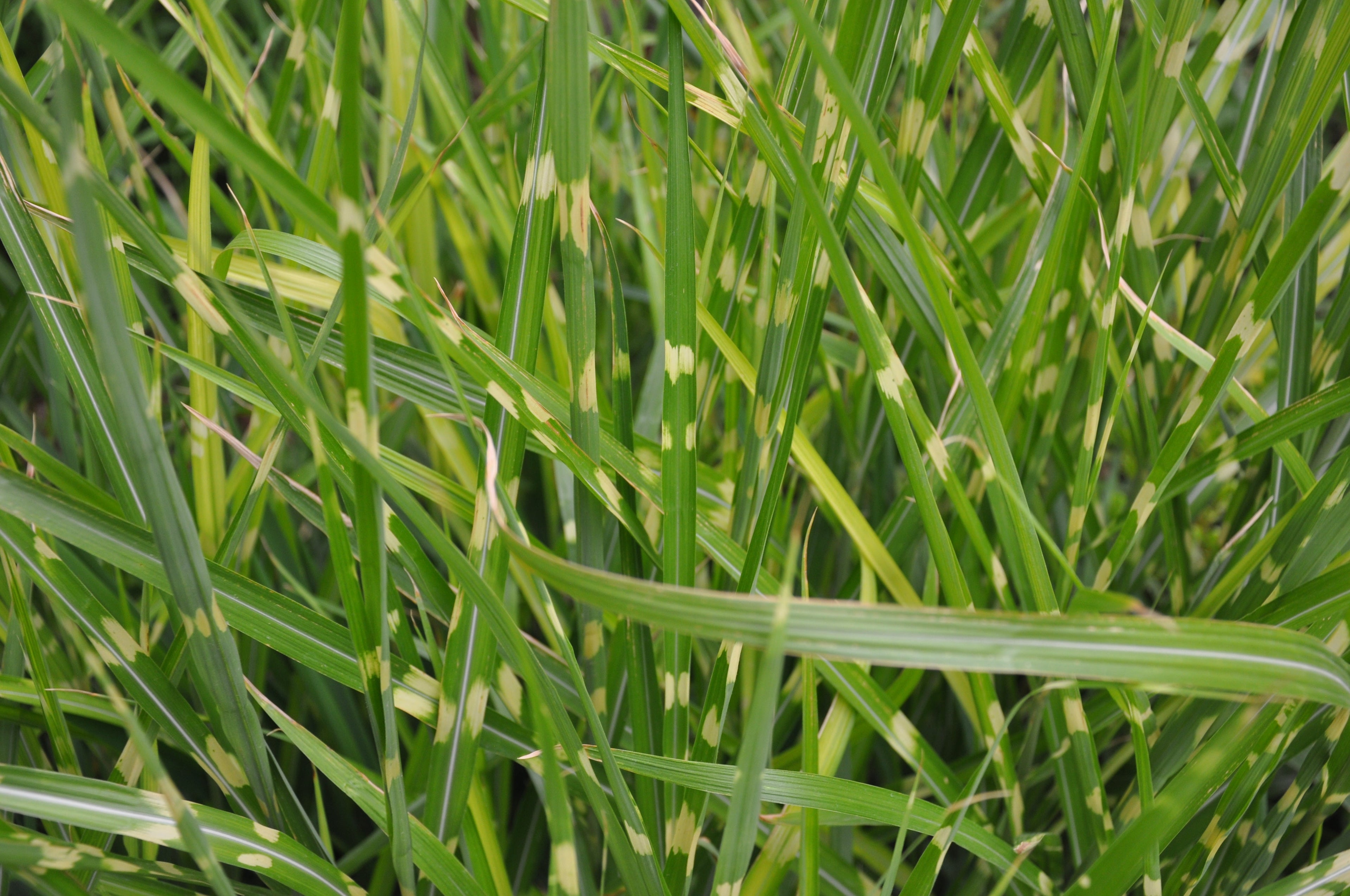 Lot De 2 Xl Miscanthus 'Zebrinus' Graminées Arbustes Et Graminées Ornementales Perfect Plant