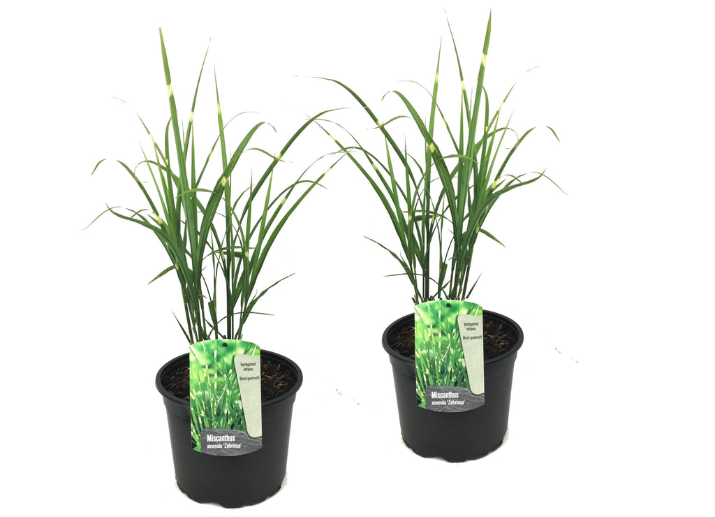 Lot De 2 Xl Miscanthus 'Zebrinus' Graminées Arbustes Et Graminées Ornementales Perfect Plant