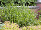 Lot De 2 Xl Miscanthus 'Zebrinus' Graminées Arbustes Et Graminées Ornementales Perfect Plant