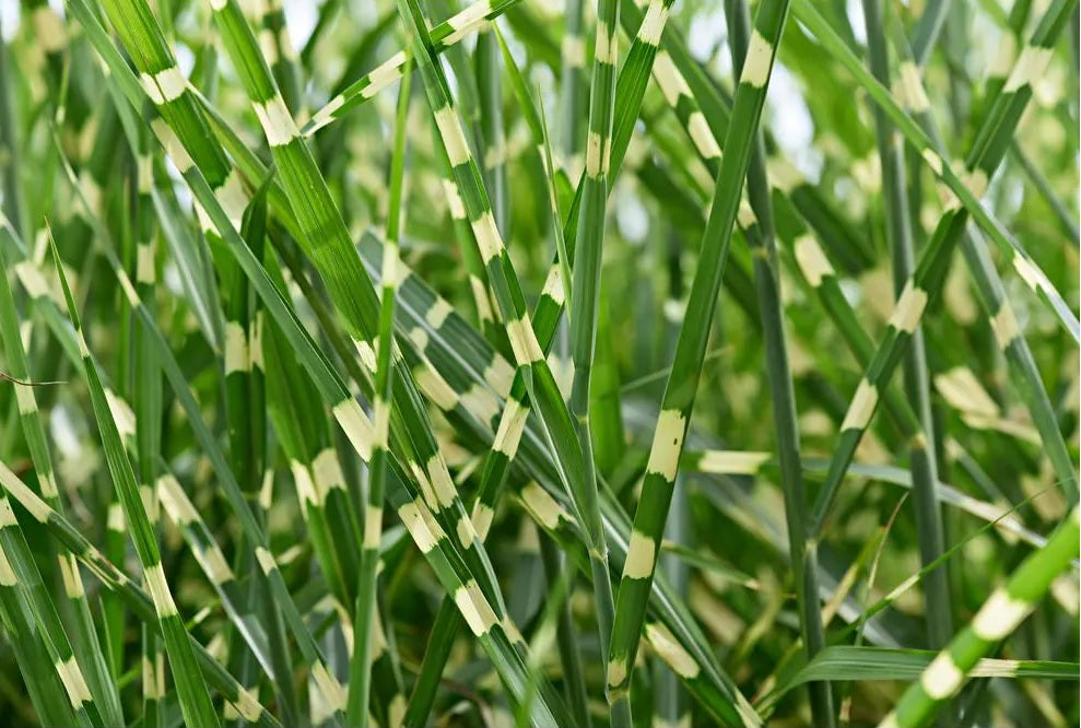 Lot De 2 Xl Miscanthus 'Zebrinus' Graminées Arbustes Et Graminées Ornementales Perfect Plant