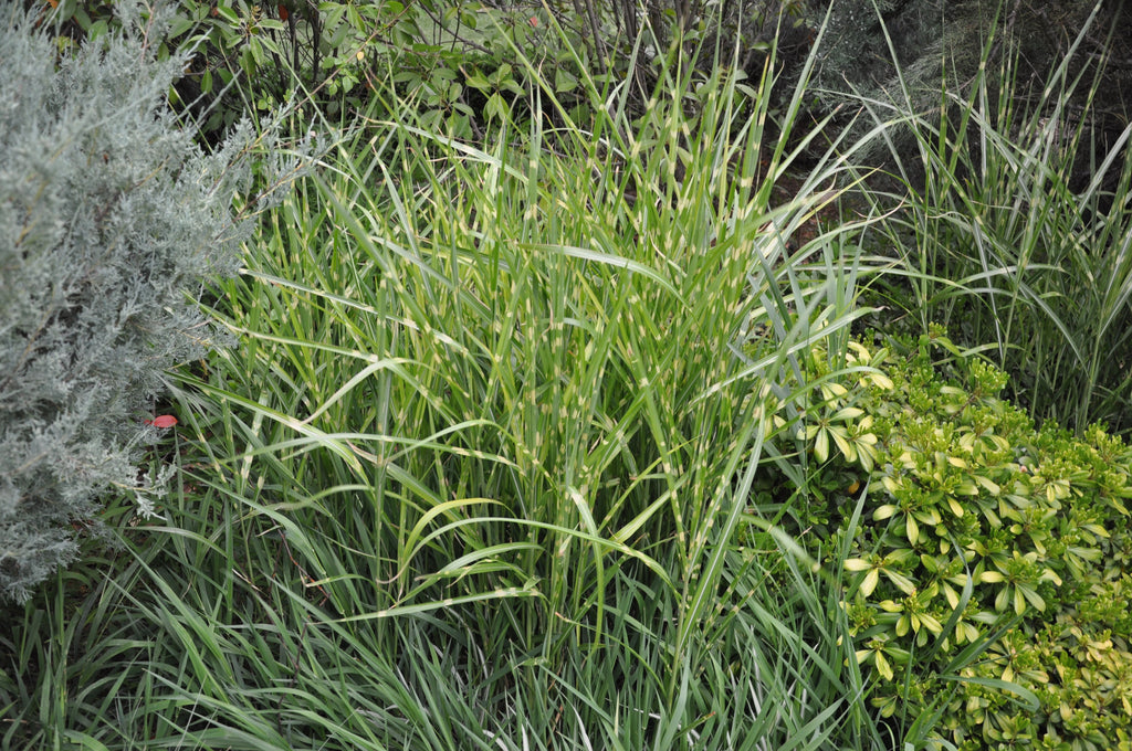 Lot De 2 Xl Miscanthus 'Zebrinus' Graminées Arbustes Et Graminées Ornementales Perfect Plant