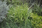 Lot De 2 Xl Miscanthus 'Zebrinus' Graminées Arbustes Et Graminées Ornementales Perfect Plant