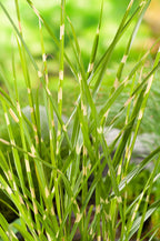 Lot De 2 Xl Miscanthus 'Zebrinus' Graminées Arbustes Et Graminées Ornementales Perfect Plant