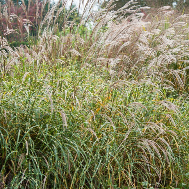 Lot De 2 Xl Miscanthus 'Zebrinus' Graminées Arbustes Et Graminées Ornementales Perfect Plant