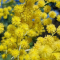 Lot De 3 Acacia Mimosa - Ø 9 Cm / ↕ 25-40 Cm Plantes D'intérieur Et D'Extérieur Perfect Plant