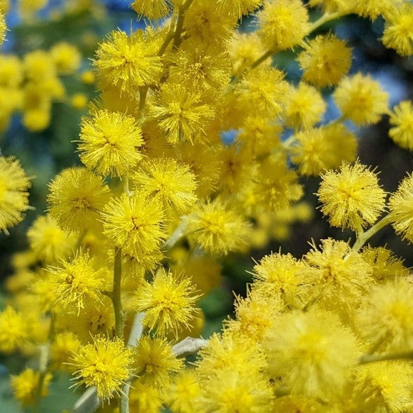 Lot De 3 Acacia Mimosa - Ø 9 Cm / ↕ 25-40 Cm Plantes D'intérieur Et D'Extérieur Perfect Plant