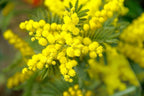 Lot De 3 Acacia Mimosa - Ø 9 Cm / ↕ 25-40 Cm Plantes D'intérieur Et D'Extérieur Perfect Plant