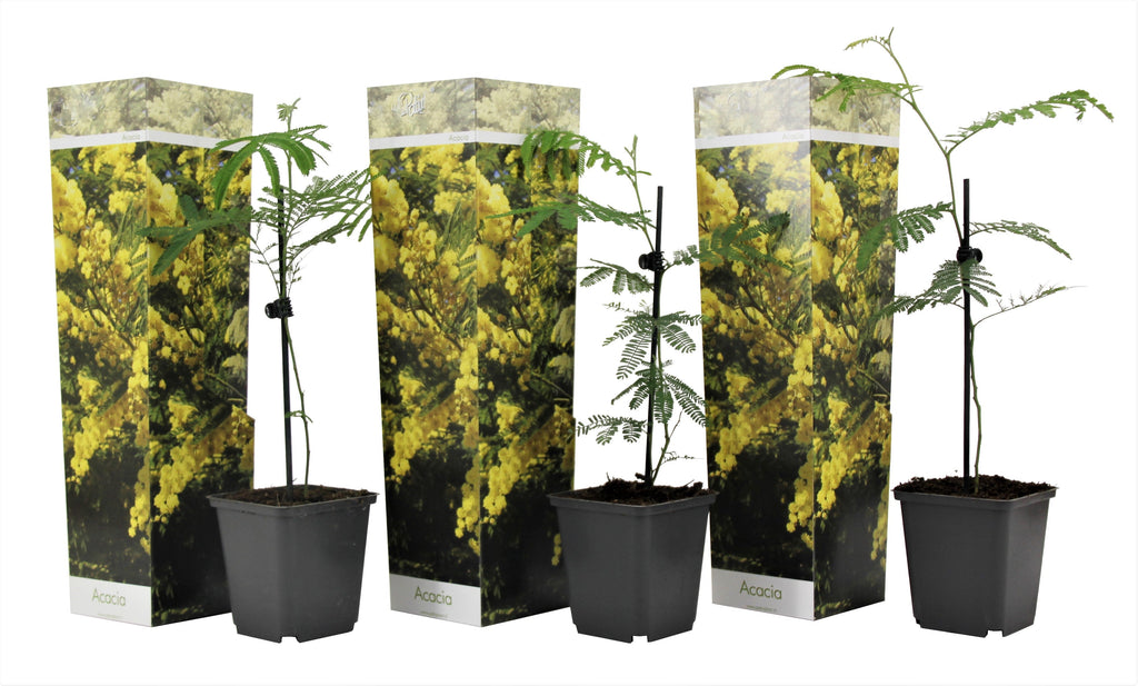 Lot De 3 Acacia Mimosa - Ø 9 Cm / ↕ 25-40 Cm Plantes D'intérieur Et D'Extérieur Perfect Plant