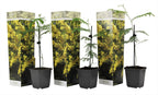 Lot De 3 Acacia Mimosa - Ø 9 Cm / ↕ 25-40 Cm Plantes D'intérieur Et D'Extérieur Perfect Plant
