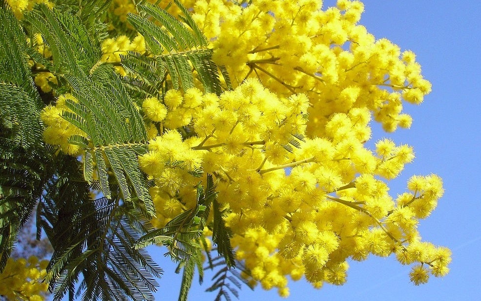 Lot De 3 Acacia Mimosa - Ø 9 Cm / ↕ 25-40 Cm Plantes D'intérieur Et D'Extérieur Perfect Plant