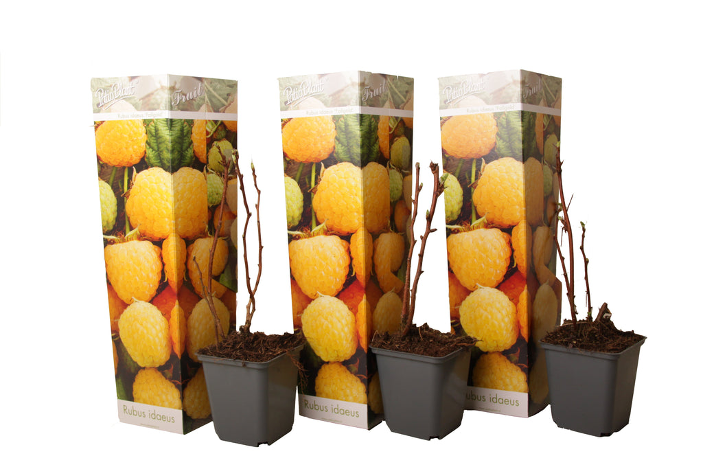 Lot De 3 Framboisier jaune 'Rubus Ideaus Fallgold' - Ø 9 Cm / ↕ 25-40 Cm - Plantes D'intérieur Et D'Extérieur New Plantes D'intérieur Et D'Extérieur Perfect Plant