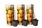 Lot De 3 Framboisier jaune 'Rubus Ideaus Fallgold' - Ø 9 Cm / ↕ 25-40 Cm - Plantes D'intérieur Et D'Extérieur New Plantes D'intérieur Et D'Extérieur Perfect Plant