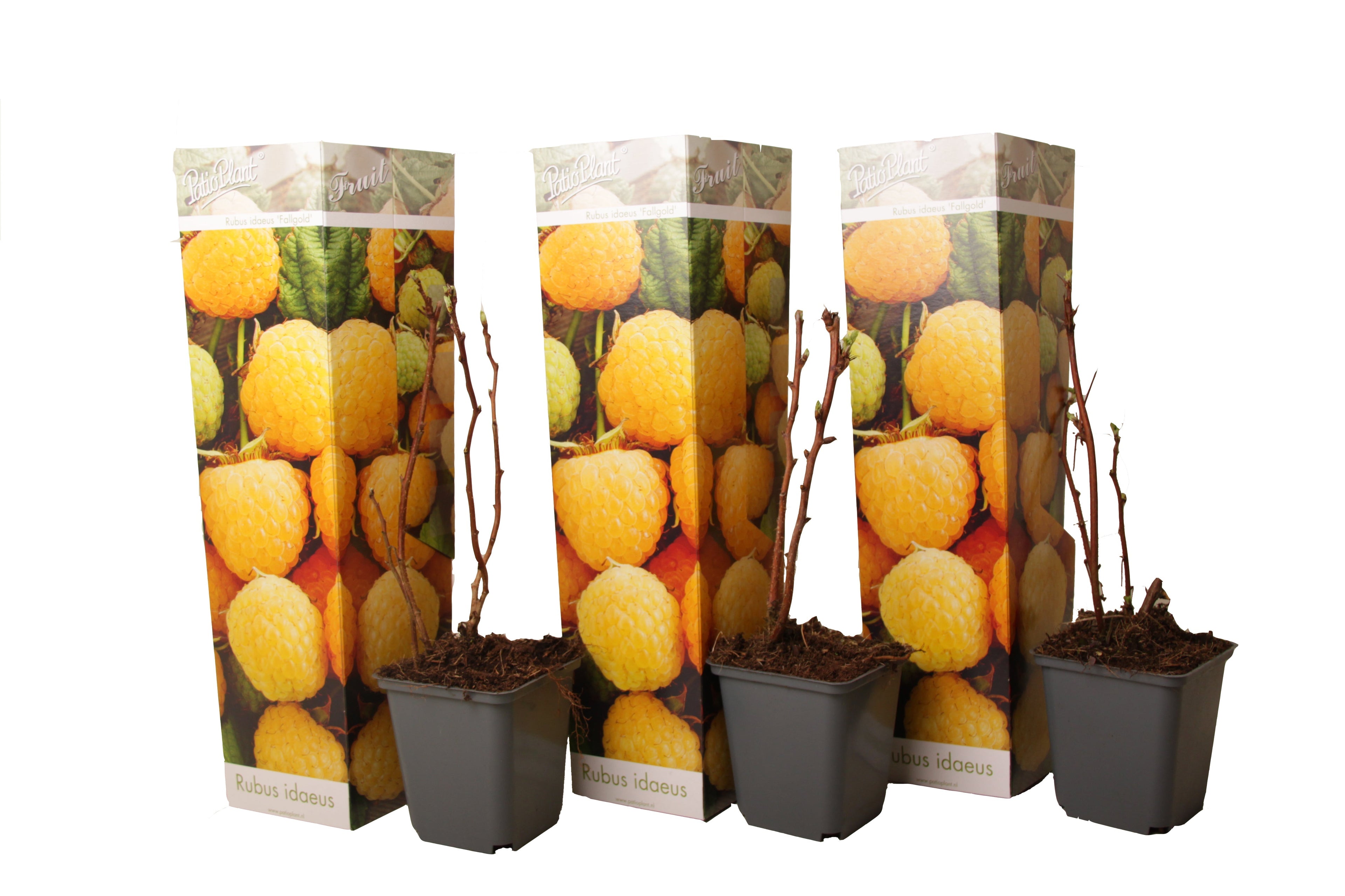Lot De 3 Framboisier jaune 'Rubus Ideaus Fallgold' - Ø 9 Cm / ↕ 25-40 Cm - Plantes D'intérieur Et D'Extérieur New Plantes D'intérieur Et D'Extérieur Perfect Plant