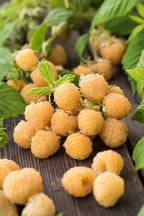 Lot De 3 Framboisier jaune 'Rubus Ideaus Fallgold' - Ø 9 Cm / ↕ 25-40 Cm - Plantes D'intérieur Et D'Extérieur New Plantes D'intérieur Et D'Extérieur Perfect Plant