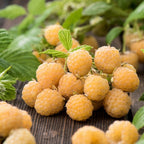 Lot De 3 Framboisier jaune 'Rubus Ideaus Fallgold' - Ø 9 Cm / ↕ 25-40 Cm - Plantes D'intérieur Et D'Extérieur New Plantes D'intérieur Et D'Extérieur Perfect Plant