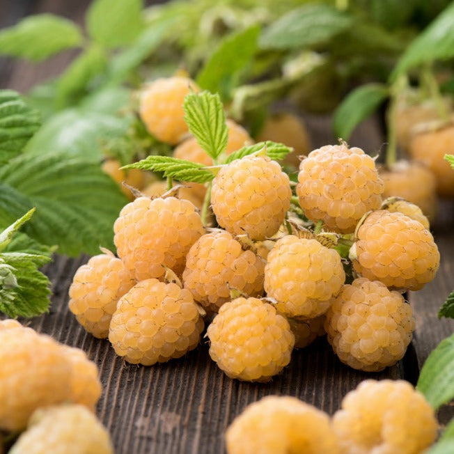 Lot De 3 Framboisier jaune 'Rubus Ideaus Fallgold' - Ø 9 Cm / ↕ 25-40 Cm - Plantes D'intérieur Et D'Extérieur New Plantes D'intérieur Et D'Extérieur Perfect Plant