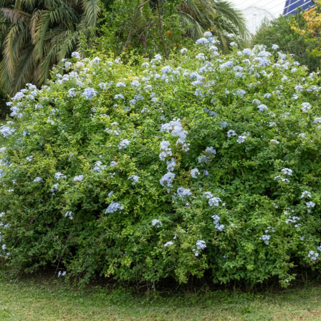 Lot De 3 Plumbago plants - Ø 9 Cm / ↕ 25-40 Cm - Plantes D'Extérieur New Plantes D'Extérieur Perfect Plant