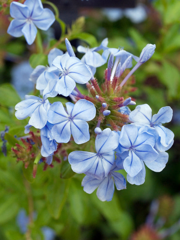 Lot De 3 Plumbago plants - Ø 9 Cm / ↕ 25-40 Cm - Plantes D'Extérieur New Plantes D'Extérieur Perfect Plant