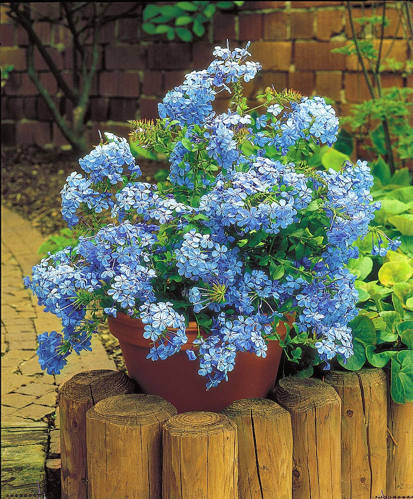 Lot De 3 Plumbago plants - Ø 9 Cm / ↕ 25-40 Cm - Plantes D'Extérieur New Plantes D'Extérieur Perfect Plant