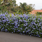 Lot De 3 Plumbago plants - Ø 9 Cm / ↕ 25-40 Cm - Plantes D'Extérieur New Plantes D'Extérieur Perfect Plant