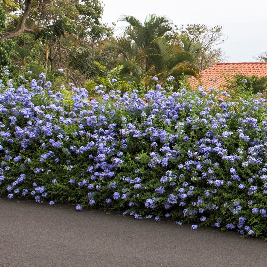 Lot De 3 Plumbago plants - Ø 9 Cm / ↕ 25-40 Cm - Plantes D'Extérieur New Plantes D'Extérieur Perfect Plant